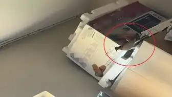 Siirt'te Bir Evin İçinde Kumru Yuvası Tespit Edildi