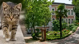 Yıldız Teknik Üniversitesi'nde Hayvanların Kampüsten Uzaklaştırılmasına İlişkin Tartışmalar: Akademisyenin Girişi Engellendi İddiası
