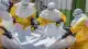 Afrika'da Ebola Salgını: Can Kaybı 1001'e Yükseldi