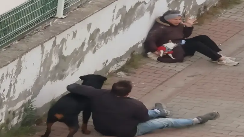 Ümraniye'de Ağızlıksız Rottweiler Küçük Köpeğe Saldırdı