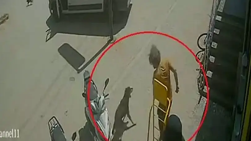 Antalya'da Hayvanlara Eziyet Eden Şahıs Gözaltına Alındı