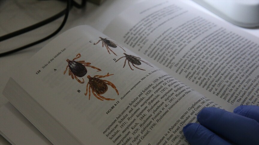 Orta Doğu Kene Türleri Üzerine Kapsamlı Araştırma Tamamlandı